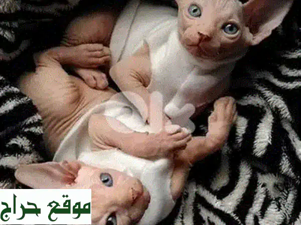 قطط سيفنكس للبيع: رفقاء استثنائيون بانتظارك! (نادرة ومتاحة الآن)