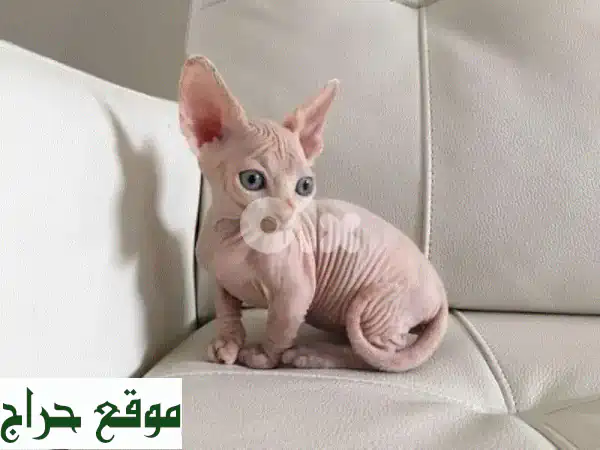 قطط سيفنكس للبيع: رفقاء استثنائيون بانتظارك!...