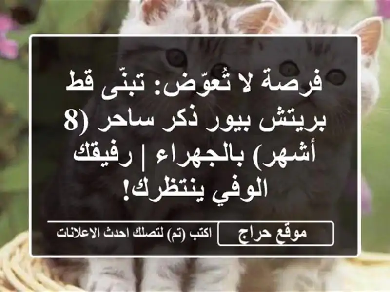 فرصة لا تُعوّض: تبنّى قط بريتش بيور ذكر ساحر (8...
