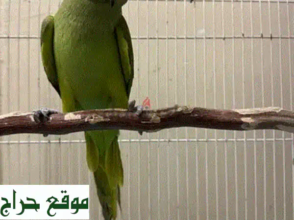 قفص طيور وحمام واسع: منزل أحلام بـ 3 أوعية متكاملة لطعام وماء - راحة قصوى لرفاقك الريشين!