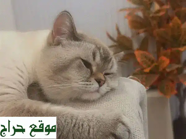 لا تدعه يفوتك! 🐾 ذكر سكوتش بلو بوينت مطعم للبيع...
