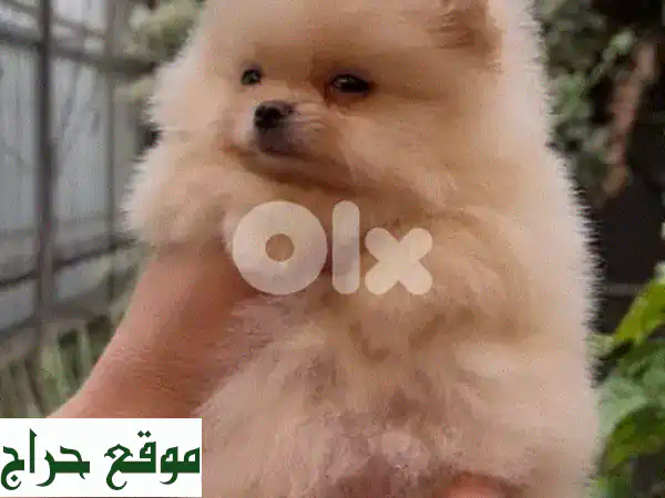 أجمل بوميرانيان تي كاب للبيع | ذكور وإناث مطعّمة...