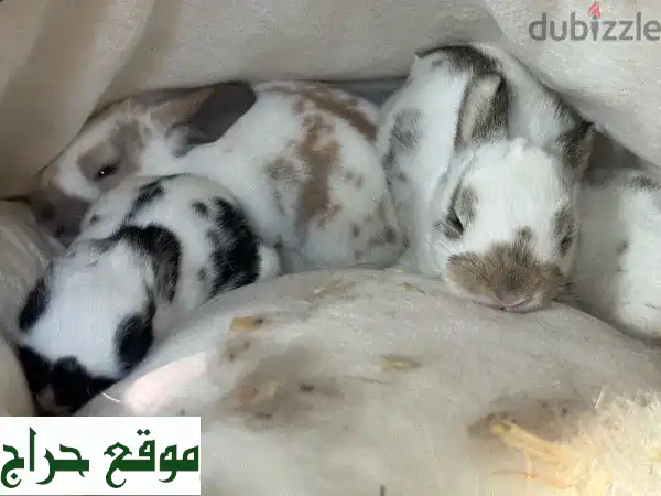 أرانب ريكس صغيرة للبيع 🐰 | جمال وفراء مخملي |...