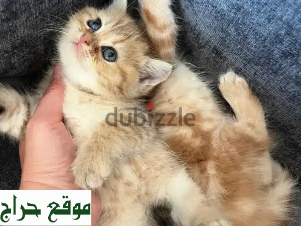قطط اسكتلندية صغيرة للبيع (فولد وستريت) | ألوان...