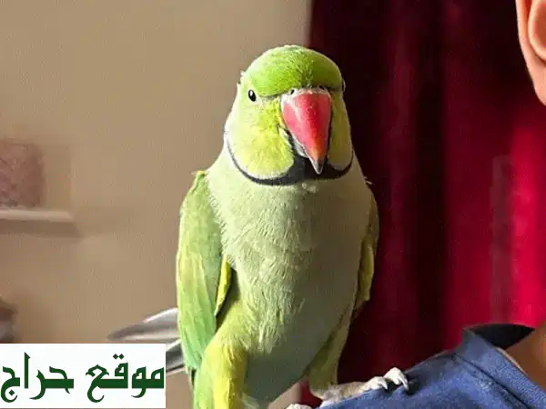 ببغاء درة هندي أليف وناطق | رفيقك الذكي والودود الجديد!