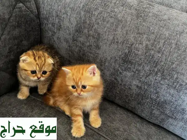 قطط اسكتلندية صغيرة للبيع (فولد وستريت) | ألوان ساحرة وجاهزة للمنزل!