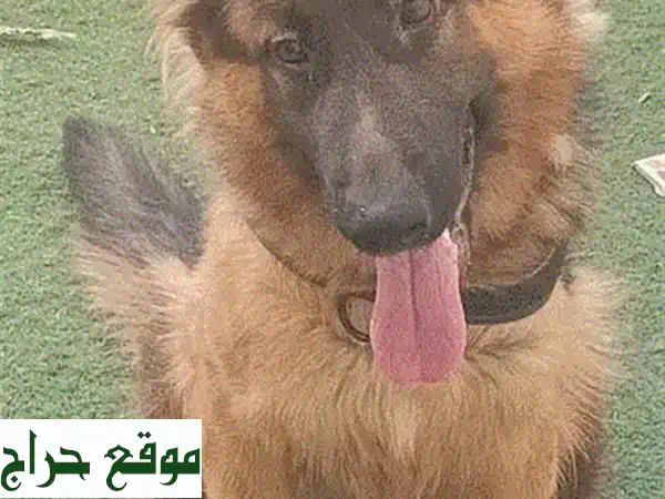 كلبة جيرمن شيبرد للبيع: أنثى أليفة ومطعمة بجواز سفر (عمر سنة ونصف) - رفيقة العائلة المثالية