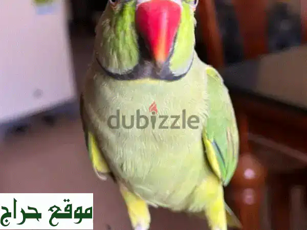 ببغاء درة هندي أليف وناطق | رفيقك الذكي والودود الجديد!