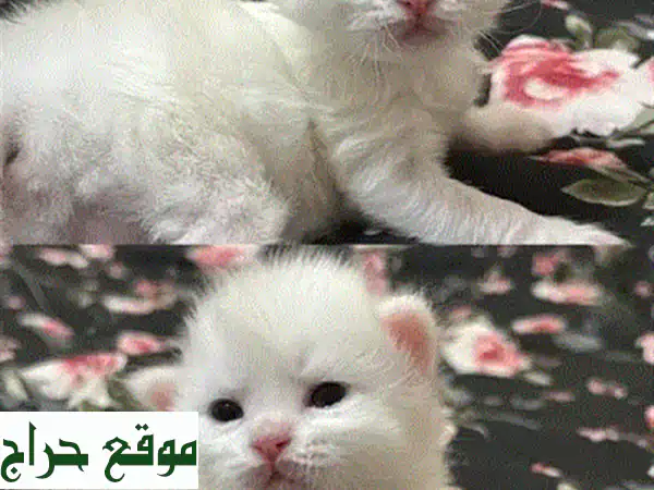 لا تدعه يفوتك! 🐾 ذكر سكوتش بلو بوينت مطعم للبيع في الخوض - رفيقك الودود بانتظارك!