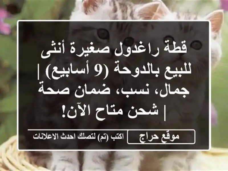 قطة راغدول صغيرة أنثى للبيع بالدوحة (9 أسابيع) |...