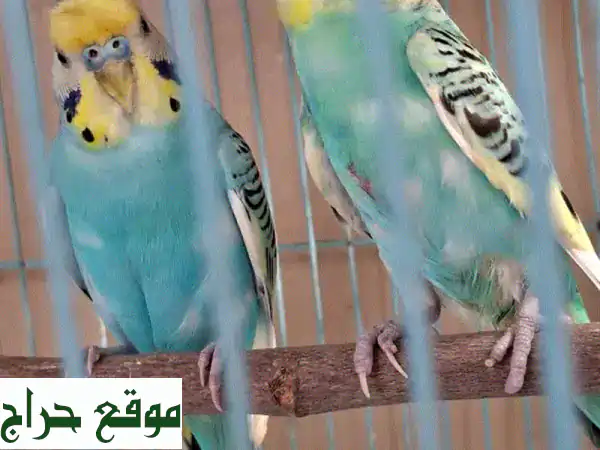 للبيع: زوج بادجي مستوى ممتاز | ألوان جذابة وصحة مثالية