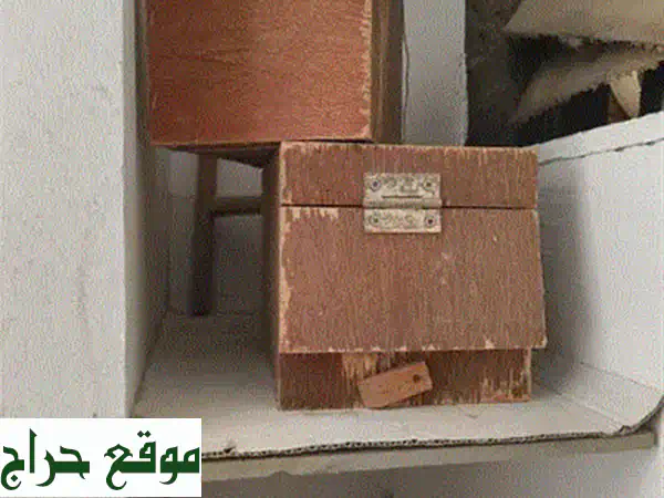 للبيع: زوج بادجي مستوى ممتاز | ألوان جذابة وصحة مثالية