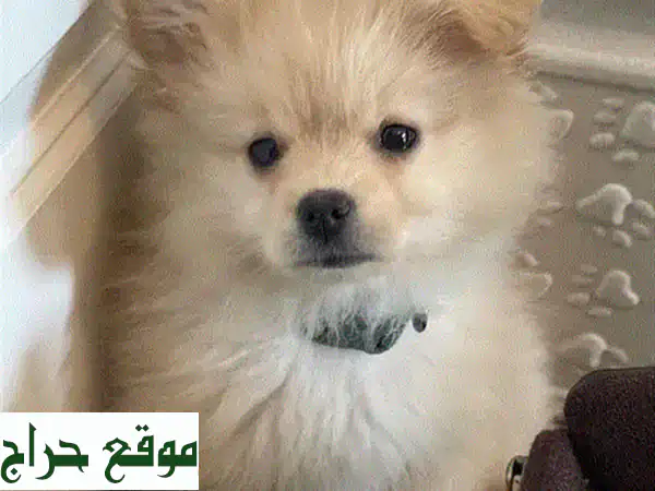 فرصة لا تعوض: جرو لولو سبيتز ساحر (عمر شهرين) |...