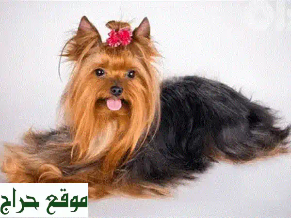 جرو يوركشاير ذكر للبيع: ميني، أصيل، مطعم (2 كجم كحد أقصى) | رفيقك المثالي بانتظارك!