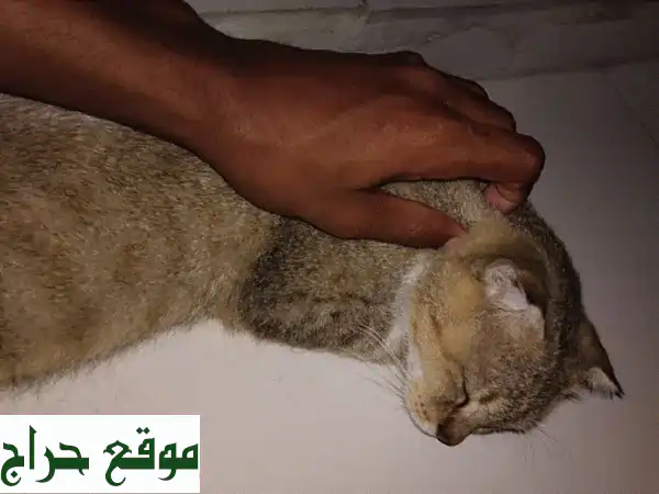 قط شيرازي للبيع: رفيق العمر بجمال أخاذ! (قطط...