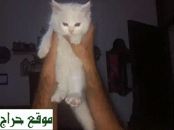 قطة صغيرة رائعة للبيع (عمر شهرين) - مطعمة، مدربة، ومرحة مع الأطفال!