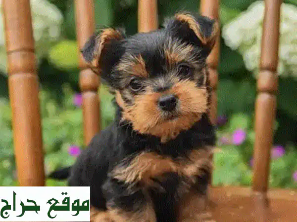 جرو يوركشاير ذكر للبيع: ميني، أصيل، مطعم (2 كجم...