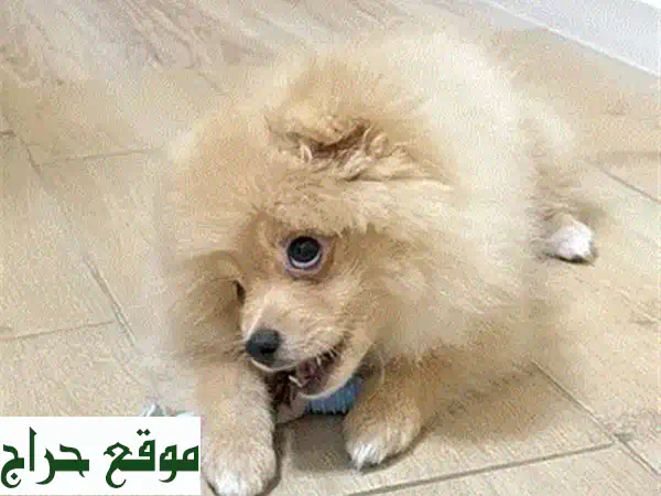 فرصة لا تعوض: جرو لولو سبيتز ساحر (عمر شهرين) | مطعم، مدرب، وجاهز لمنزلك! 🐾