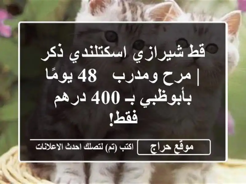 قط شيرازي اسكتلندي ذكر | مرح ومدرب - 48 يومًا - بأبوظبي...