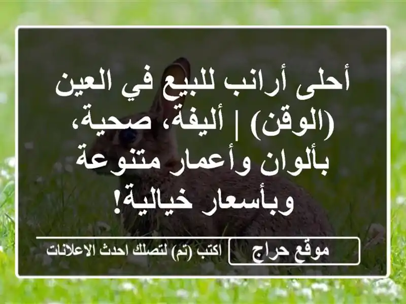 أحلى أرانب للبيع في العين (الوقن) | أليفة، صحية،...