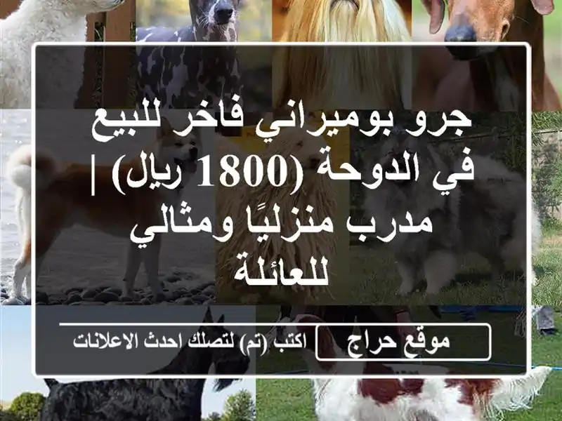 جرو بوميراني فاخر للبيع في الدوحة (1800 ريال) |...