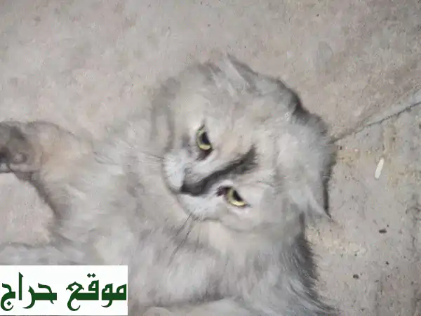 وداعًا مؤلمًا! 😿 قط سكوتش فولد رمادي للبيع بسعر لا يُصدق (ظروف سفر عاجلة)