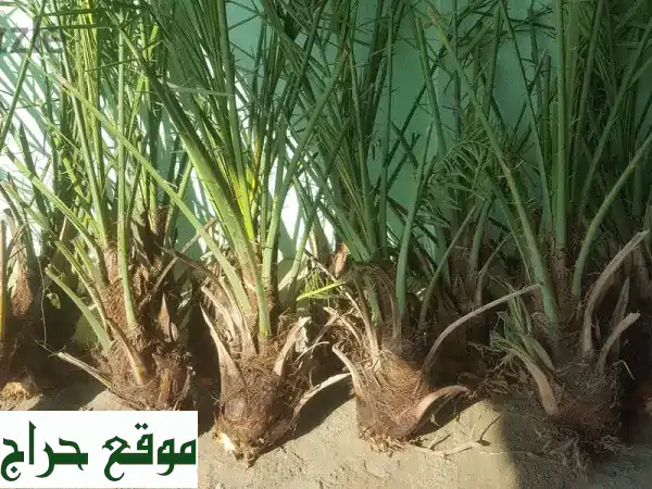 فرصة ذهبية: فسائل نخيل نوعية ممتازة - خلاص، فرض،...