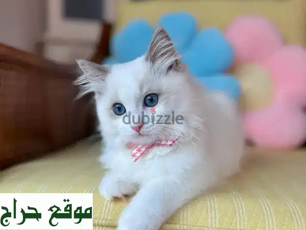 قطط راغدول أصيلة للبيع: مدربة على الحمام، جاهزة...