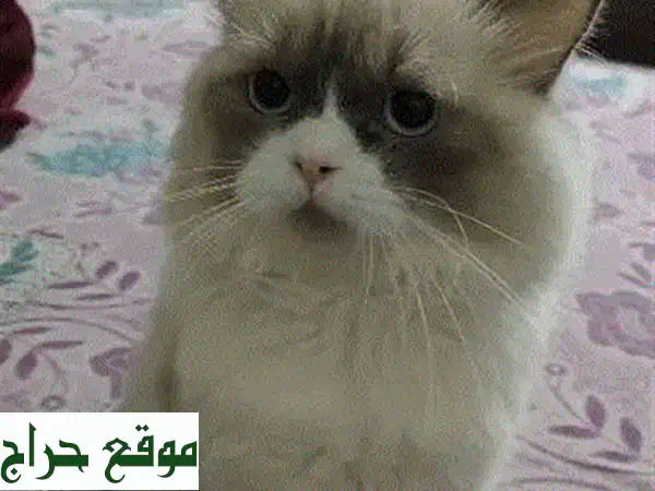 تبنَّ قطاً ذكراً أليفاً ومُدللاً مجاناً: رفيقك...