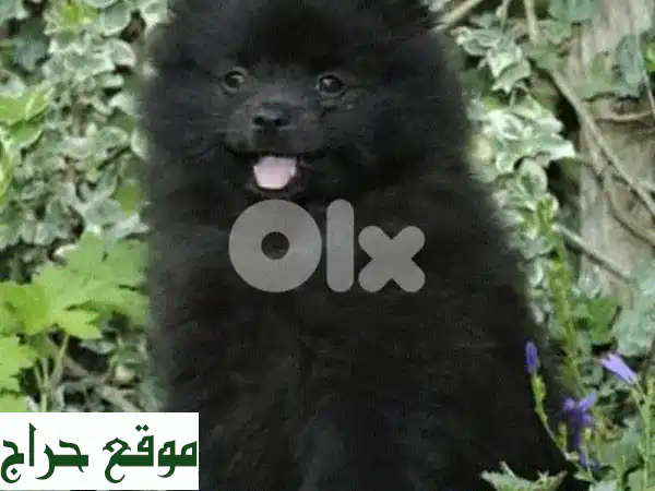 بوميرانيان سبيتز للبيع: جراء مدللة (ذكور وإناث) |...