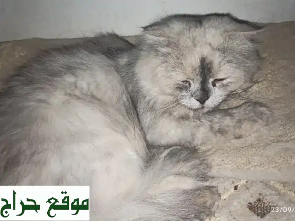 وداعًا مؤلمًا! 😿 قط سكوتش فولد رمادي للبيع بسعر...