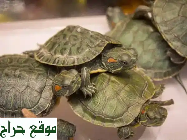 أجمل سلاحف برمائية صغيرة للبيع | رفيقك المائي...