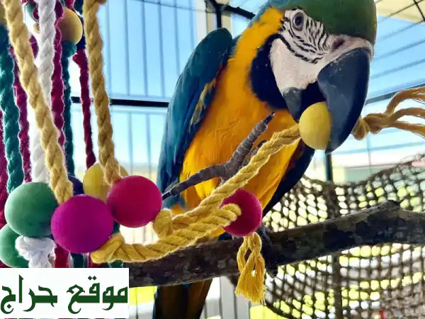 فرصة نادرة: زوج ببغاء مكاو أليف ومدرّب للبيع مع...