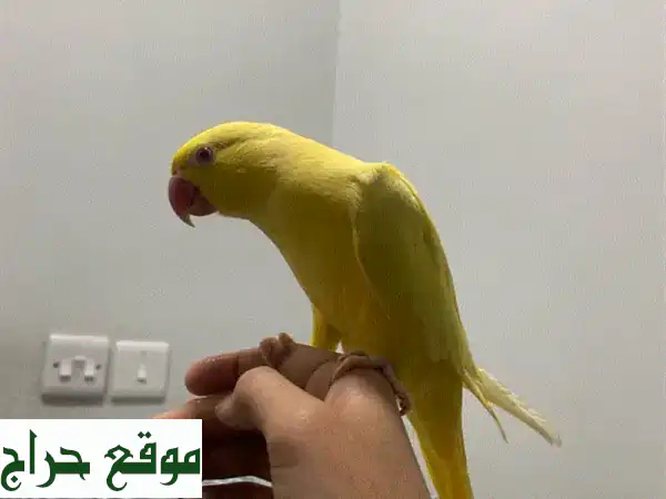 رفيقك الذهبي المنتظر: ببغاء درة أصفر أليف جداً ولعوب (عمر 8 شهور) - لا يفوت!