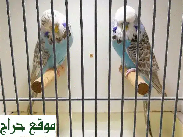 زوج بادجي انجليزي (فل انجلش) فاخر للبيع | حجم ملكي...