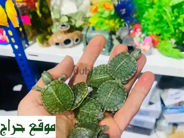 أجمل سلاحف برمائية صغيرة للبيع | رفيقك المائي بسعر حصري 3.5 ريال!