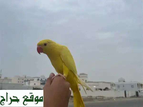 رفيقك الذهبي المنتظر: ببغاء درة أصفر أليف جداً...