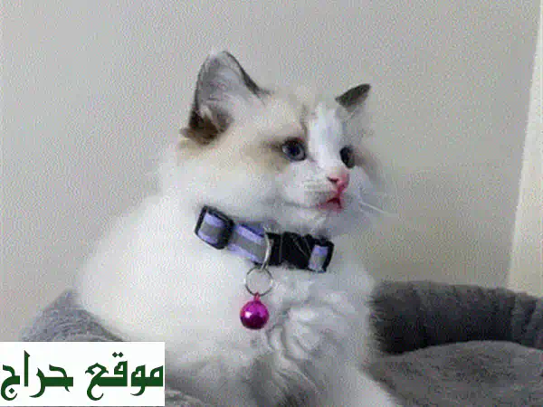 قطط راغدول أصيلة للبيع: مدربة على الحمام، جاهزة للتبني الآن!