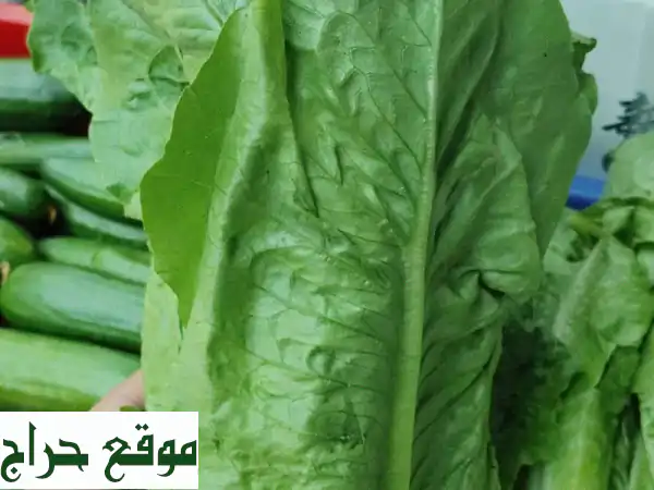 خضار وفواكه طازجة بالجملة: توصيل مباشر من مزرعتنا لدبي، الشارقة، أبوظبي وعجمان | جودة لا تضاهى!