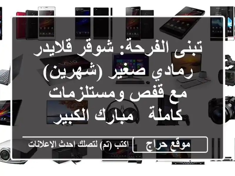 تبنى الفرحة: شوقر قلايدر رمادي صغير (شهرين) مع...