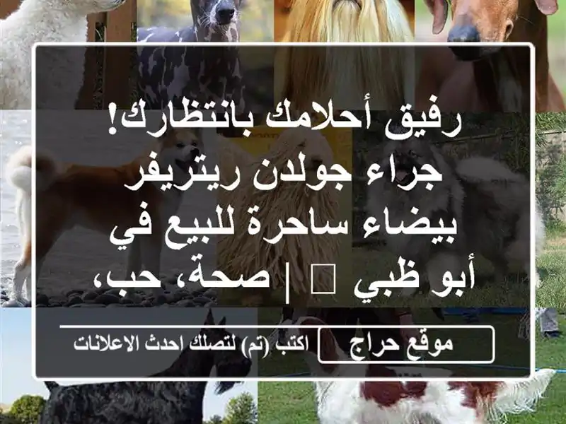 رفيق أحلامك بانتظارك! جراء جولدن ريتريفر بيضاء...