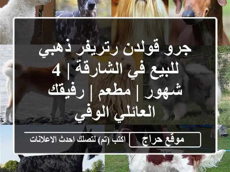 جرو قولدن رتريفر ذهبي للبيع في الشارقة | 4 شهور | مطعم...