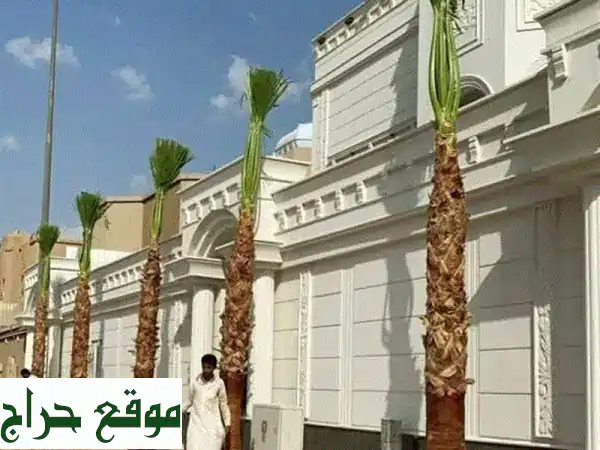نخل واشنطني أبو مرحه: جمال زينة وثمار عربية أصيلة!...