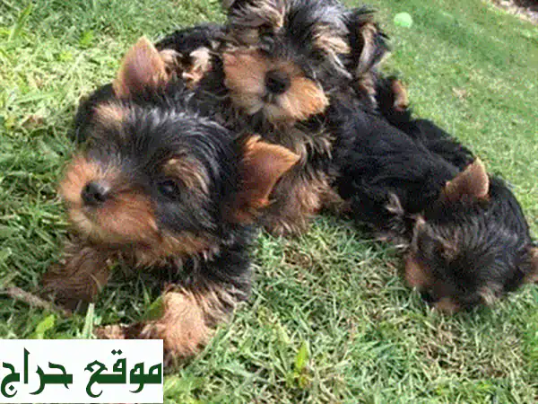 جرو كوكر سبانييل أصيل للبيع لبنان | رفيقك العائلي المثالي (مطعّم)