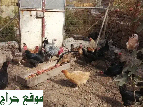 عرض استثنائي في جباع الشوف: قطيع دجاج بلدي أصيل...