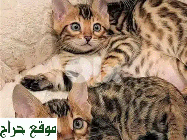 قطط بنغال أصيلة نادرة للبيع | ذكور وإناث جاهزة للتسليم والرفقة العائلية