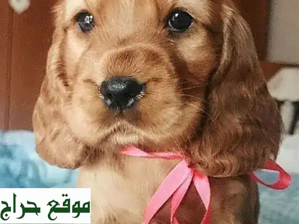 جرو كوكر سبانييل أصيل للبيع لبنان | رفيقك...