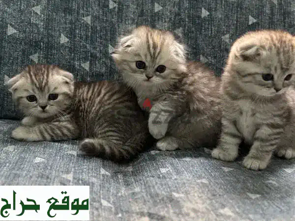 أجمل كتنز سكوتش للبيع في البحرين | أليفة، مطعمة وجاهزة لمنزلك! (ذكر وأنثى)
