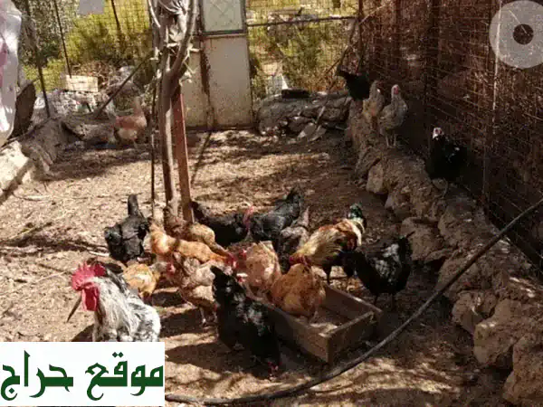 عرض استثنائي في جباع الشوف: قطيع دجاج بلدي أصيل (16 دجاجة و2 ديك) | جودة وقيمة لا تضاهى!