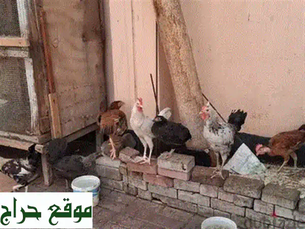 وفر لطيورك مساحة أحلامها! قفص طيور كبير ومتين (60x42x42 سم) بحالة ممتازة - فرصة لا تعوض!